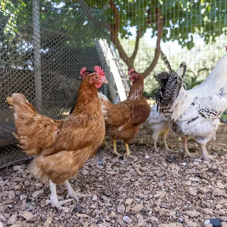 Mamma Grazia Bed & Breakfast